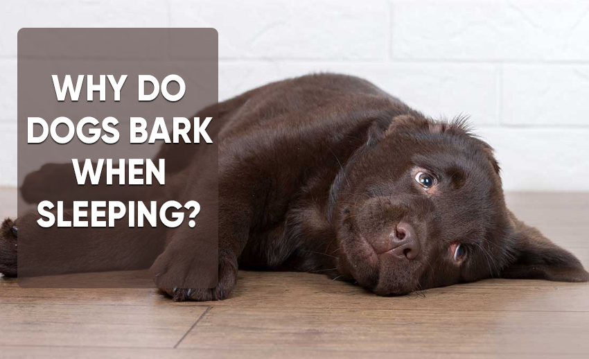 Why do dogs bark when sleeping? 